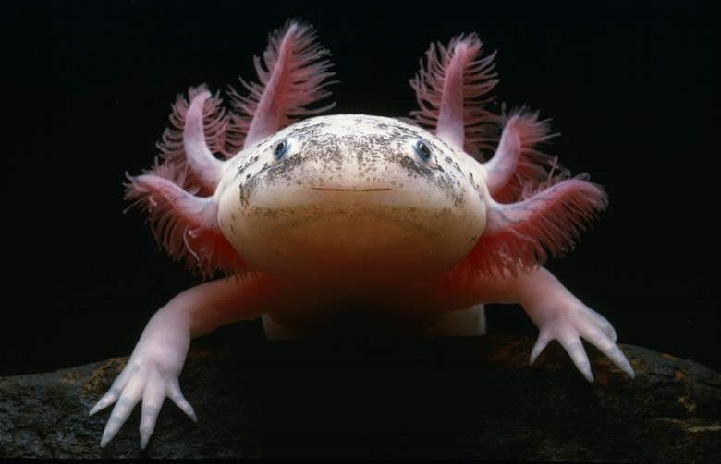 Axolotl na kameni