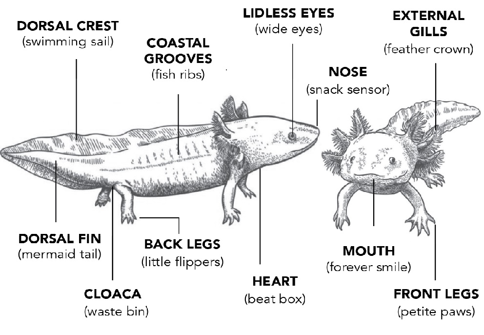 Stavba tla axolotla