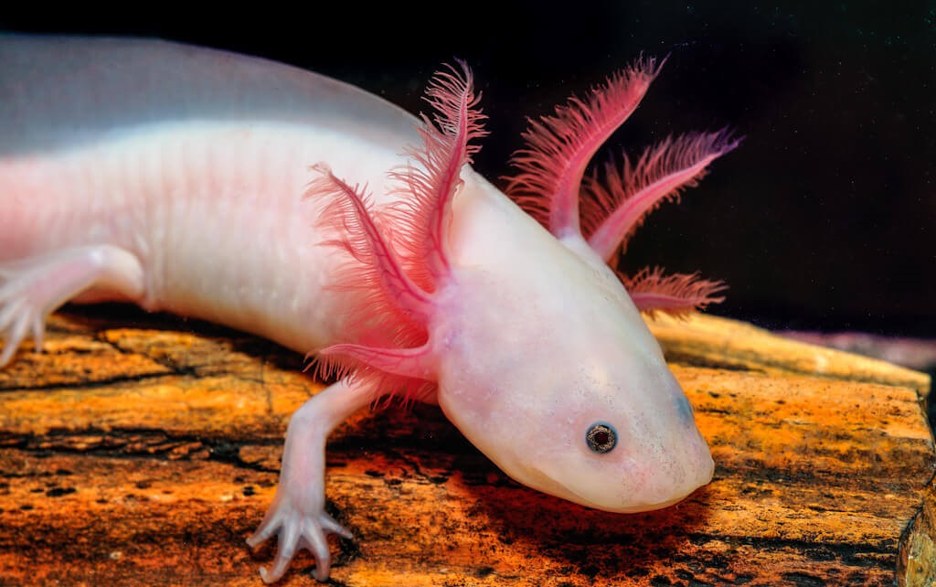 Axolotl na dev