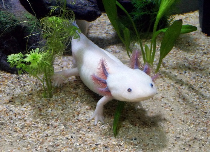 Axolotl mezi rostlinami