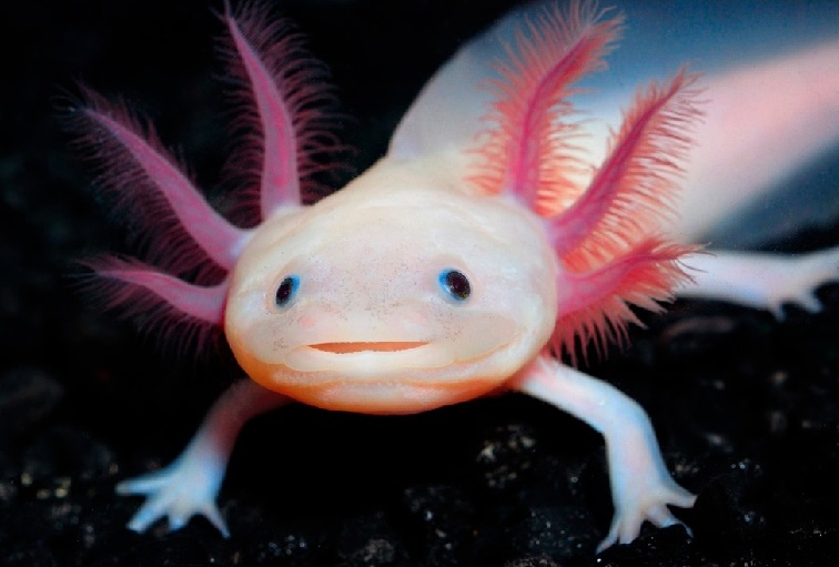 Axolotl ve vod