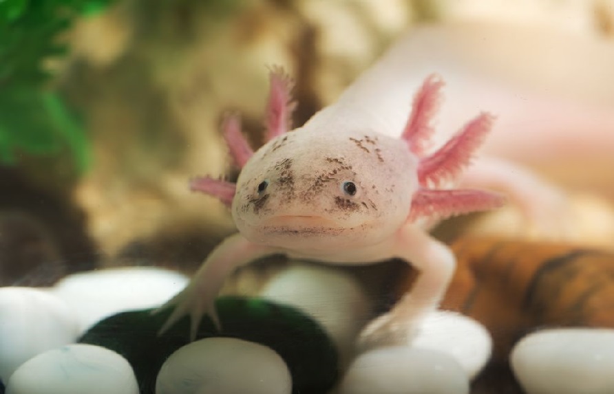 Axolotl ve vod