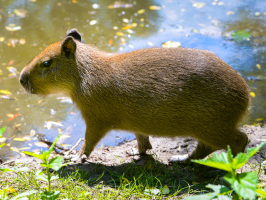 kapybara v ZOO Zlín