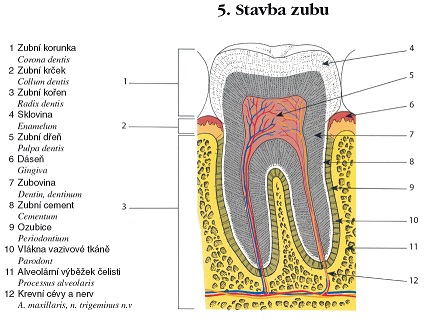 Stavba zubu