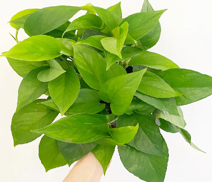 jade pothos