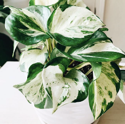 manjula pothos