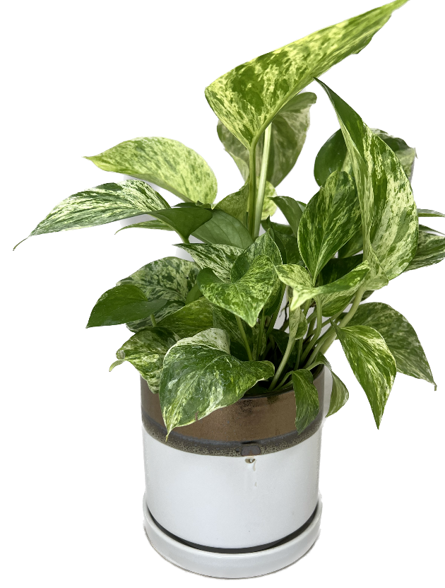 pothos mramorov krlovna