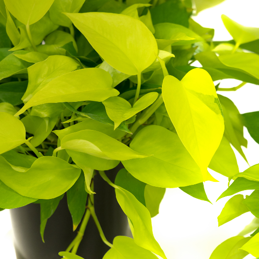 neon pothos